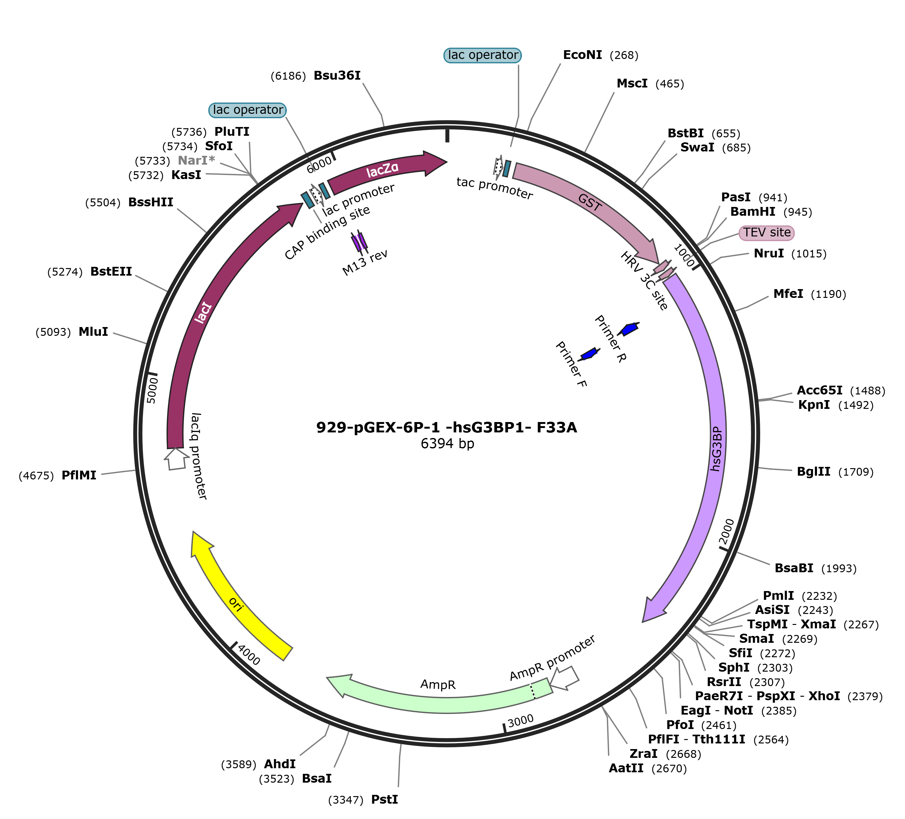 pGEX-6p-1-hsG3BP1 F33A载体图谱.png